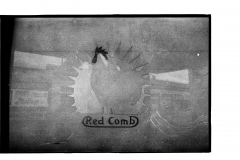 1982 RED COMB HOUSE DOOR LOGO 8